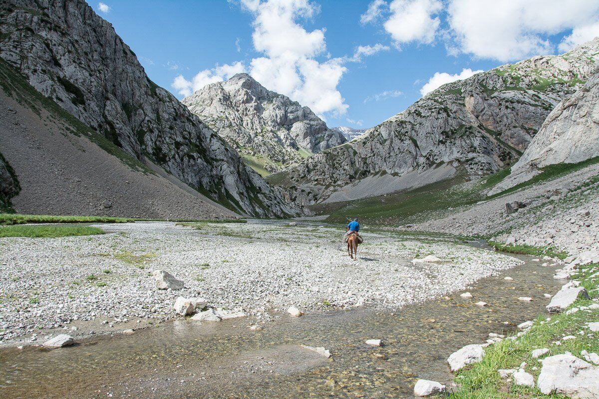 Писканың жақын пландағы HD фотосуреті